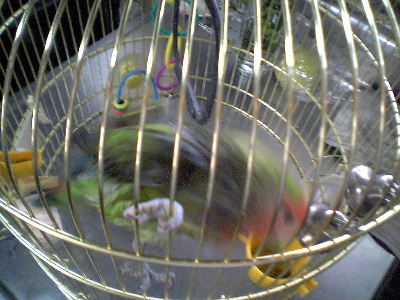 ひたすらぶるんぶるんピッ