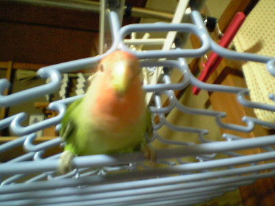 神のお告げだピッ