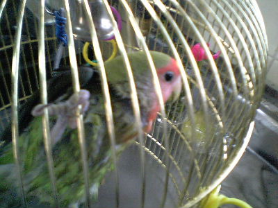 なんか・・・クラクラするピッ