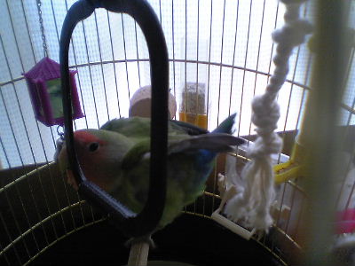 ダンスダンス~ッピ