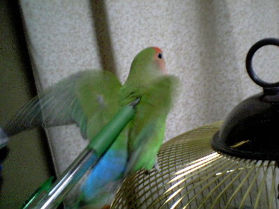 ツンツン触んなッピ