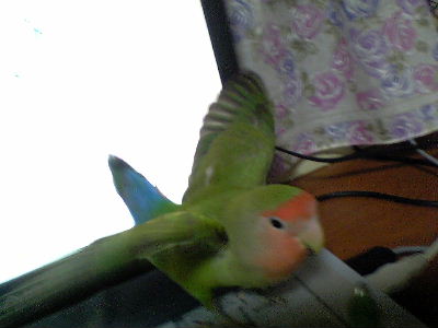 触んなくても広がるッピ