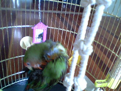 キャッ恥ずかしいッピ