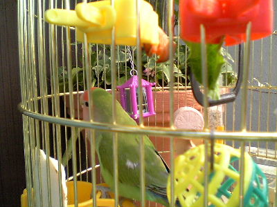 外って明るいねッピ