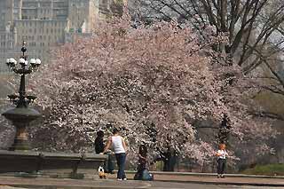 セントラルパーク1