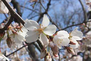 セントラルパーク2