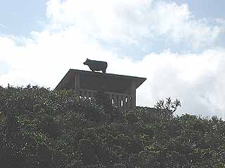 インギャーマリンガーデン１