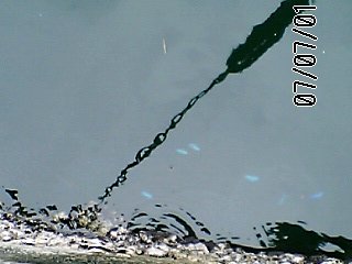 あおい魚