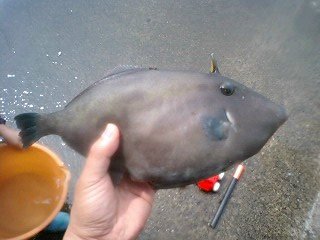 umadura2