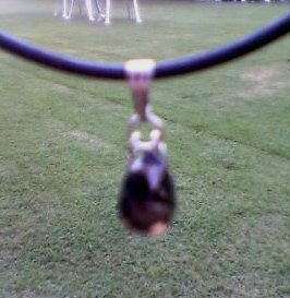 ｽﾓｰｷｰﾄｯﾌﾟ