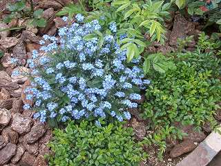 バラの花壇の勿忘草