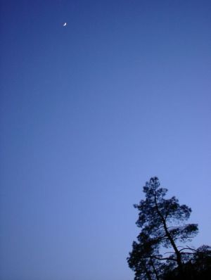 treetop in moonlight