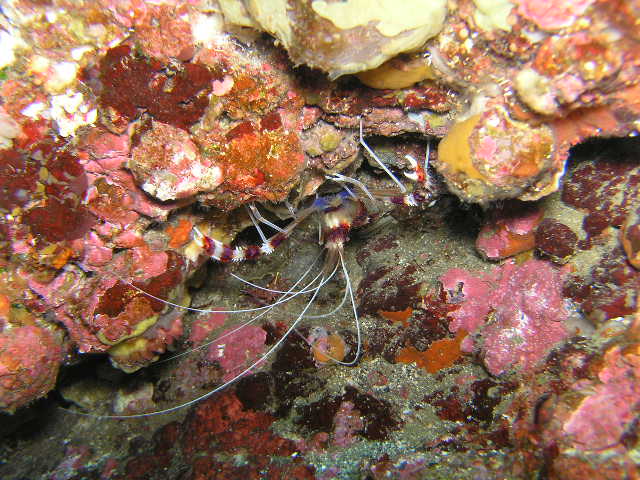 もう1枚オトヒメエビ♪