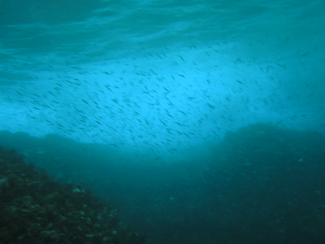 キビナゴの群れ