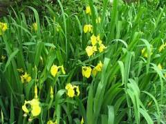 黄菖蒲