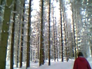 ティティジー逍遥