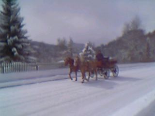 ティティジー逍遥（馬車）