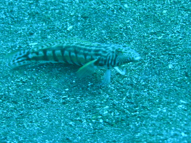 えっと…エソでしたっけ？