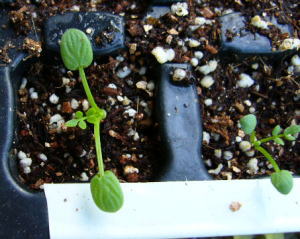 1022リムナンテス