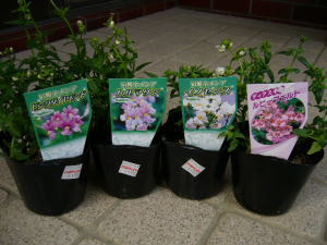 1022宿根ネメシア