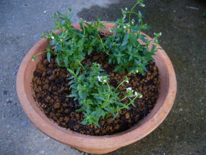 1022宿根ネメシア