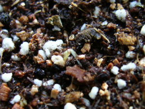 1023ベロニカゲンチアノイデス