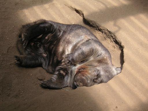 ウォンバット♪