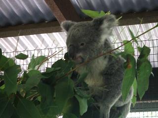 お食事中のコアラちゃん