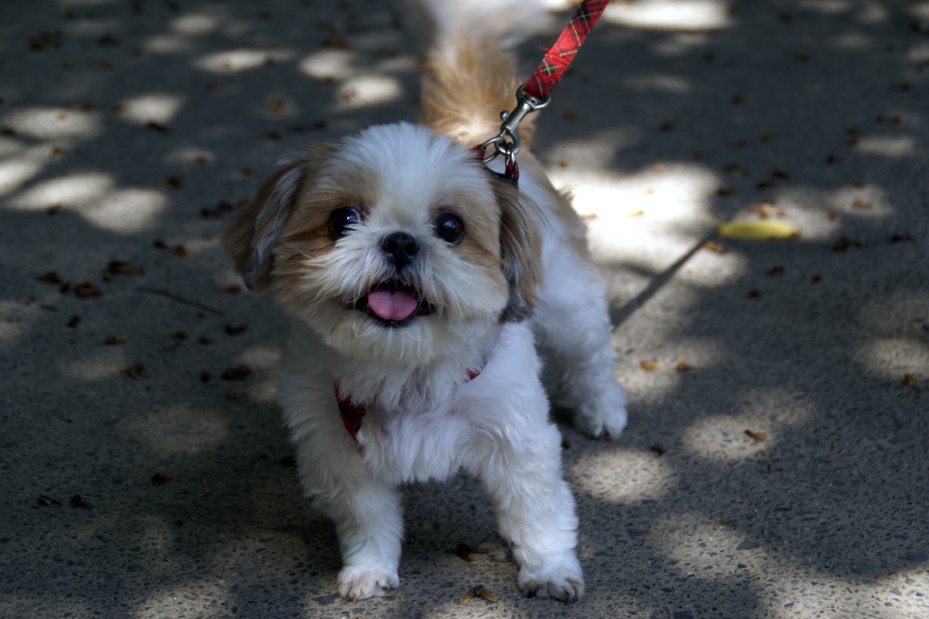 ビーナ誕生日 (2).jpg