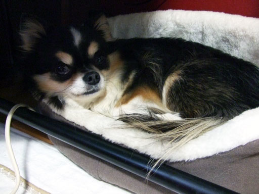 2011-1-16-8.jpg