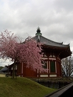 2008 春　奈良 003.jpg