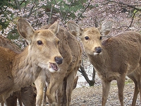 2008 春　奈良 015.jpg