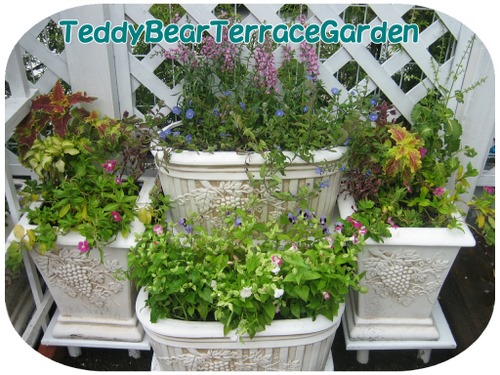 teddybearterracegarden-1.jpg