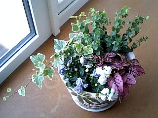 寄せ植えてみたよ.jpg