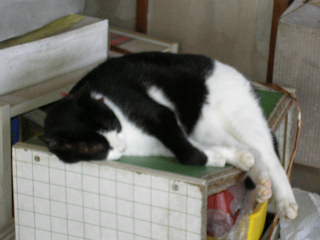 Sany0016.jpg