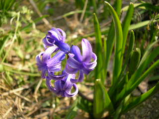 Sany0035.jpg