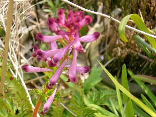 Sany0043.jpg