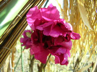 Sany0008.jpg