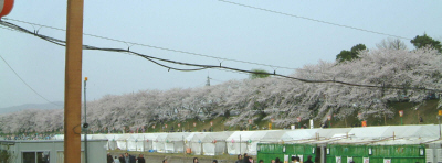 桜河川