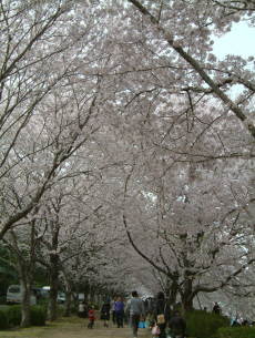 桜の道