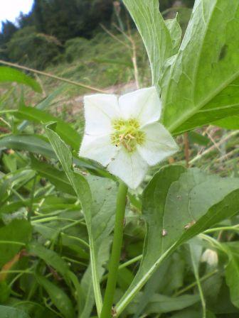 ほおずきのお花