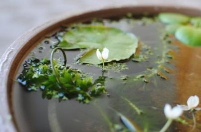 アナカリスのお花