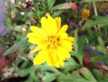 yellow-cosmos.JPG