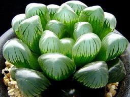 ハオルシアオブハーツ