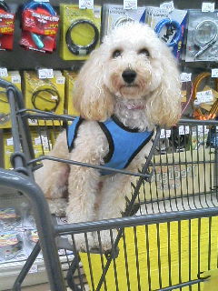 ショッピングカートの中のぶらん