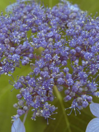 アジサイの花