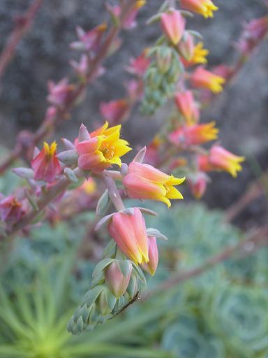 チワワエンシスの花