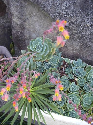 チワワエンシスの花2