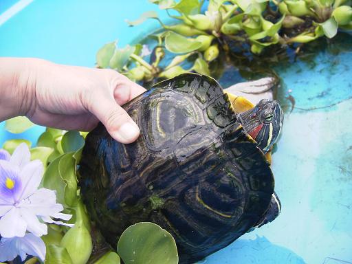 花ちゃん抱っこ