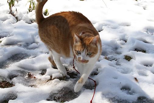 雪体験